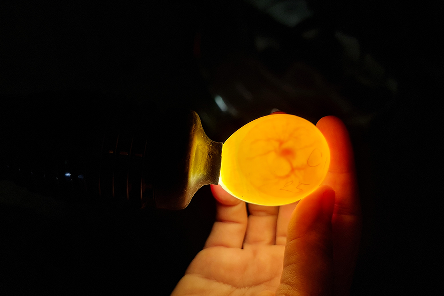 禽蛋胚胎檢測 1.png 禽蛋胚胎檢測 1.png